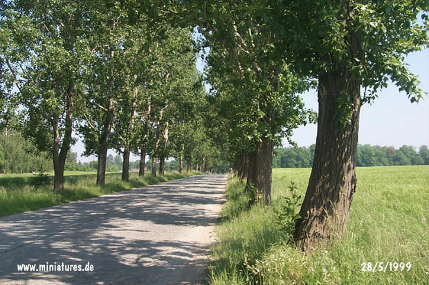 Die Allee Auenhain–Wachau.